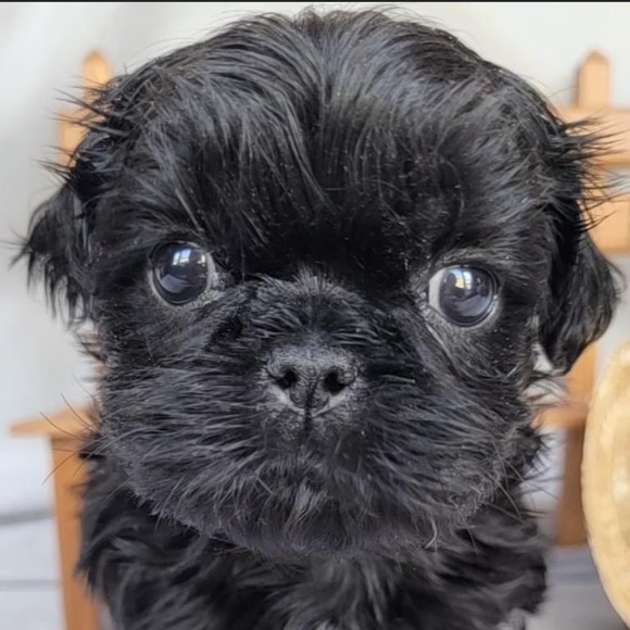 Meet your Posher, Hollie - Picture 1 of 1